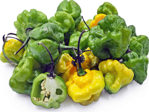Jamaican Scotch Bonnet Peppers (1.5 lbs)