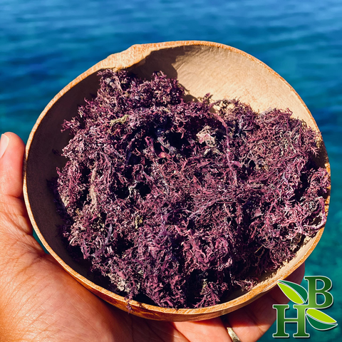 Herb to Body Sea Moss Wildcrafted (4 oz)
