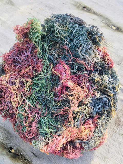 Herb to Body Sea Moss Wildcrafted (4 oz)