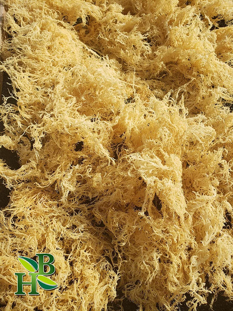 Herb to Body Gold Sea Moss Wildcrafted (4 oz)